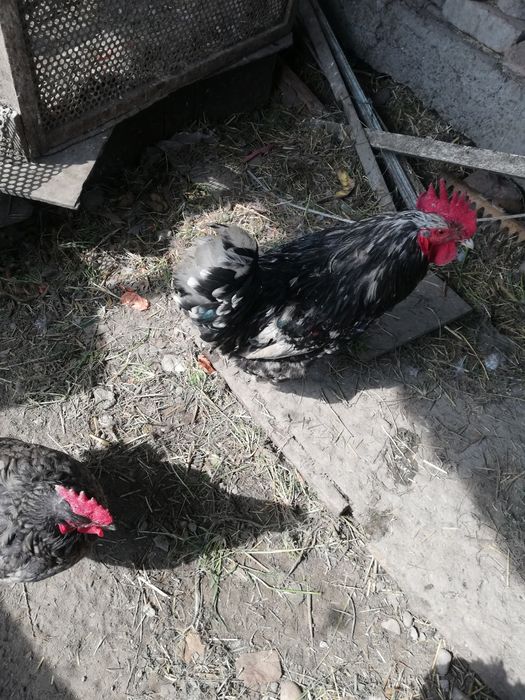 Петухи молодые, домашние