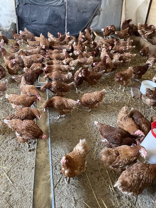 Gaini rosii ouatoare Isa Brown, Tomești !