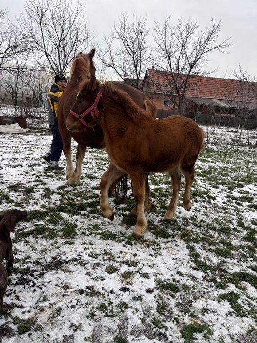 Vând iapă cu mânză