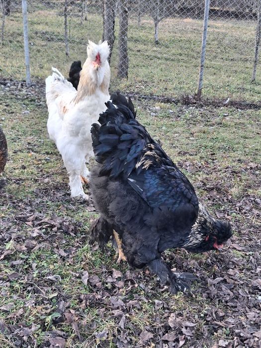 Cocos tanar de vanzare