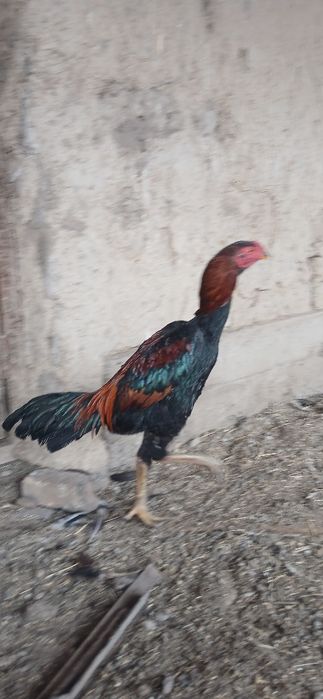 Дакан қораз құйма