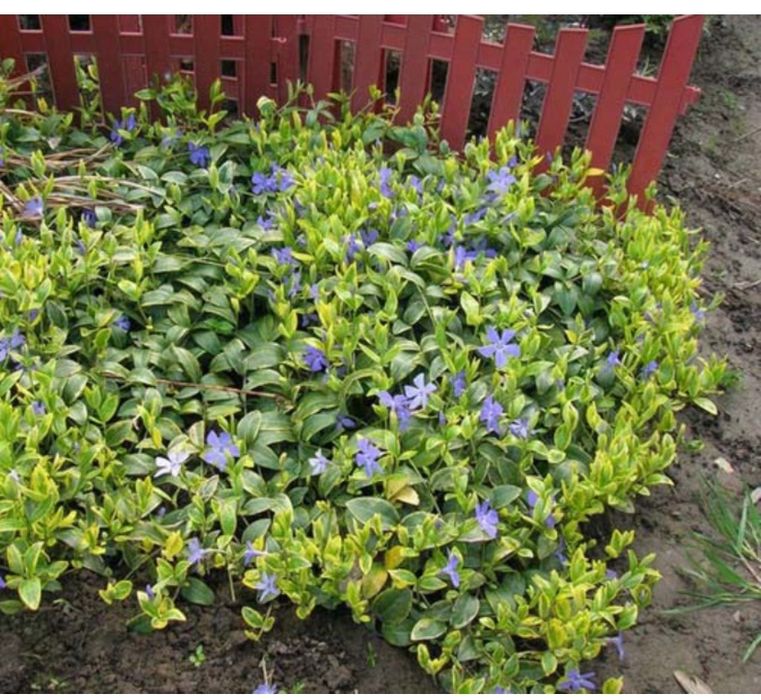 Борвинок вечно зелёное поле