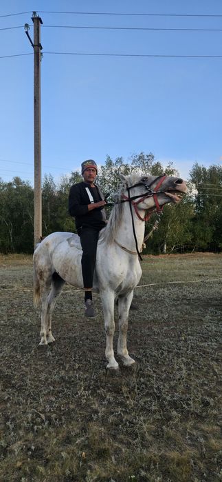 Продам мерина, лошадь