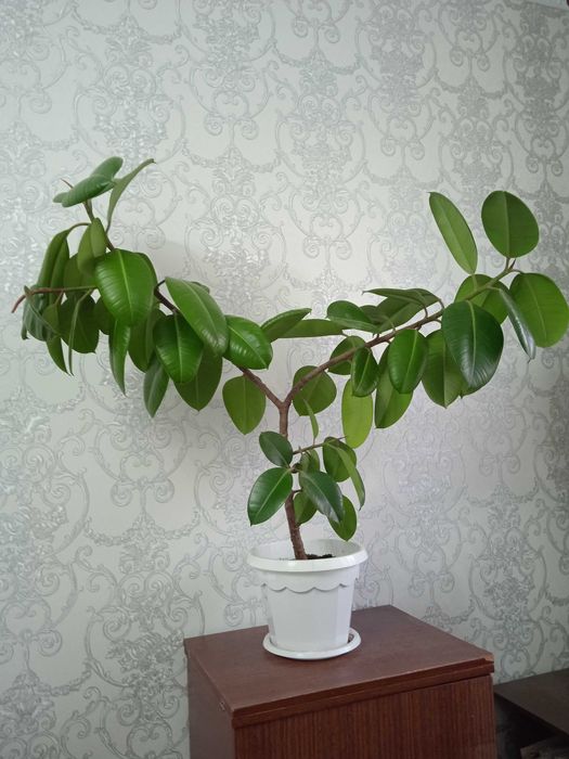 Продам фикус комнатное растение