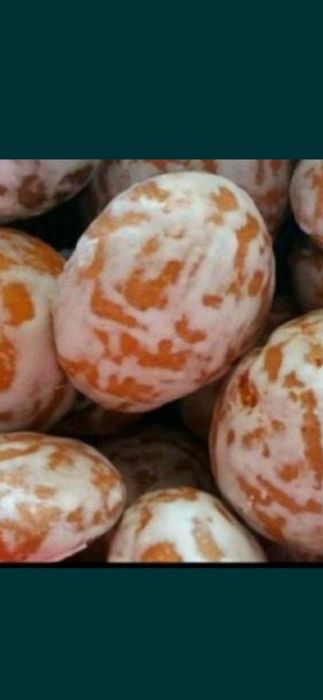 Pryaniki o'rgatamiz sirlari bilan