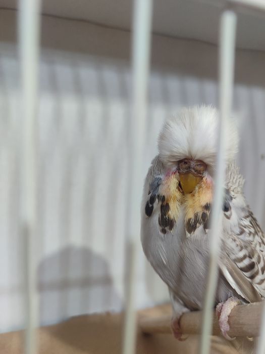 Изложбени папагали