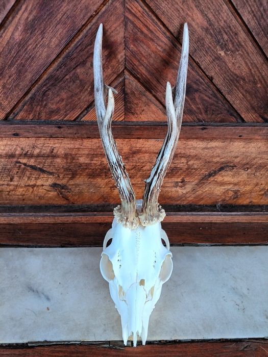 Трофей от сръндак.Рога.