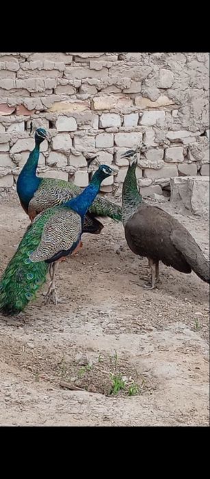 Kokraklarni opishini tomosha qilish