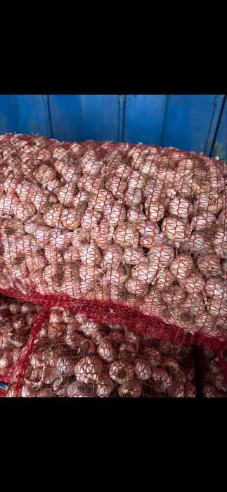 Oferta vand usturoi romanesc