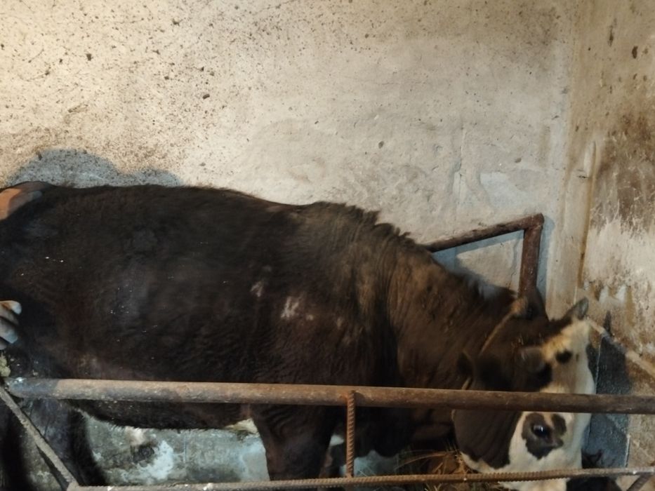 Шұғыл түрде 800 000тг  бұқа сатам.