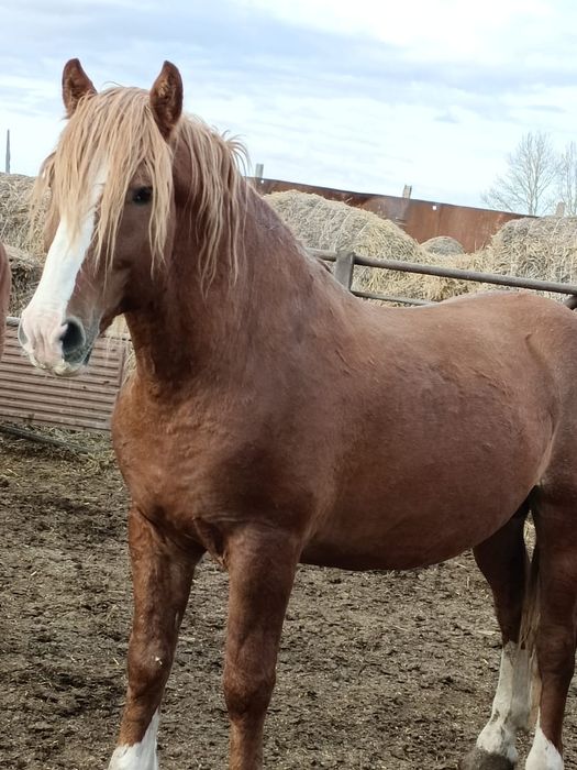 Продам жеребца 7 лет