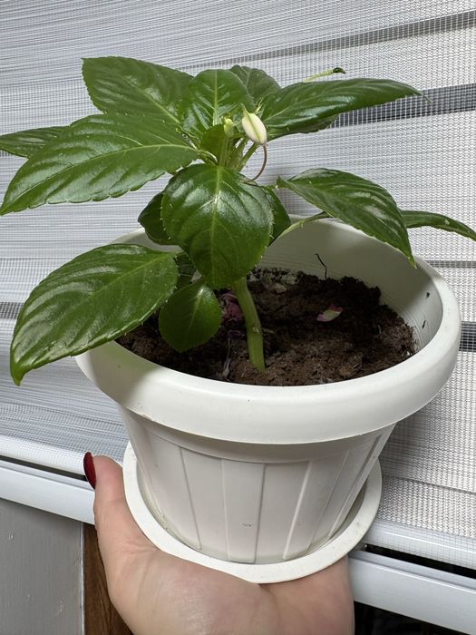 Продам! Цветок «Ванька Мокрый».