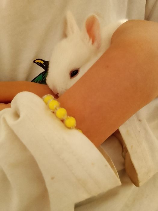 Декоративные кролик