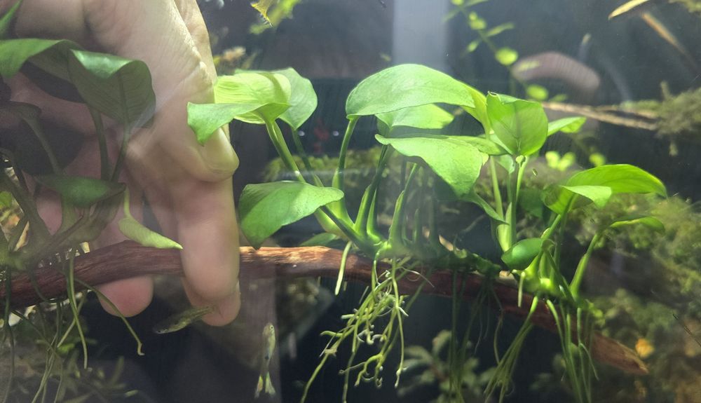 Анубиас  аквариумные растения