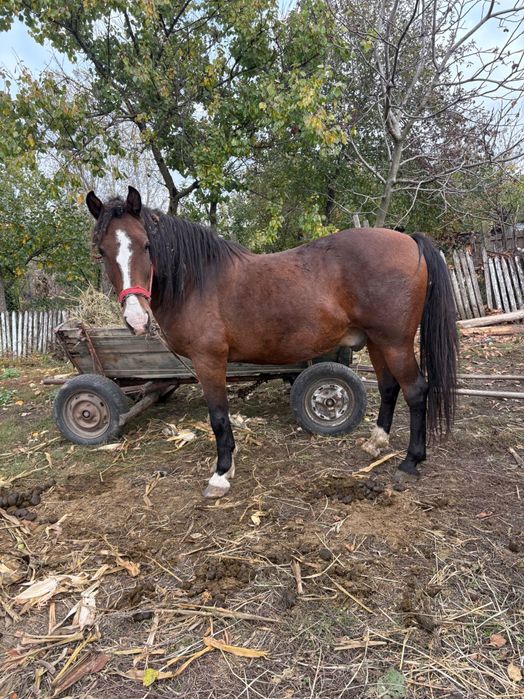 Cal de vânzare detalii în privat