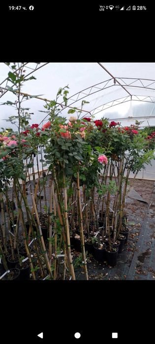 Като дръвче ароматни