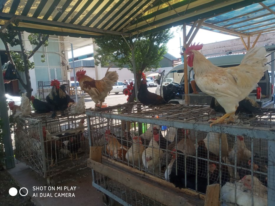 Horoz tovuq kurka quyon goz ordak sotiladi soyib tozalab beramiz .