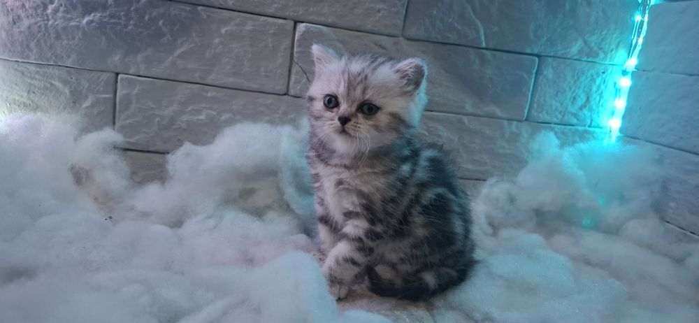 Продается котенок скотиш страйт.