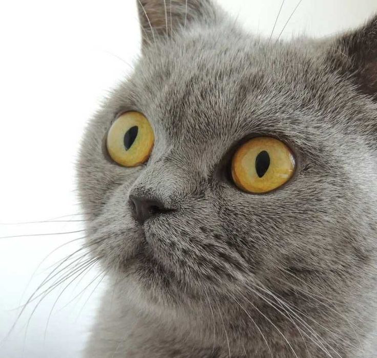 Британски Късокосмести котета - лицензиран развъдник