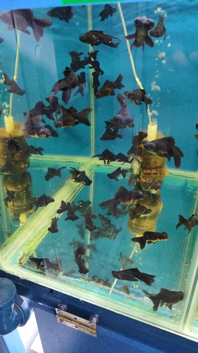 Аквариумные рыбки