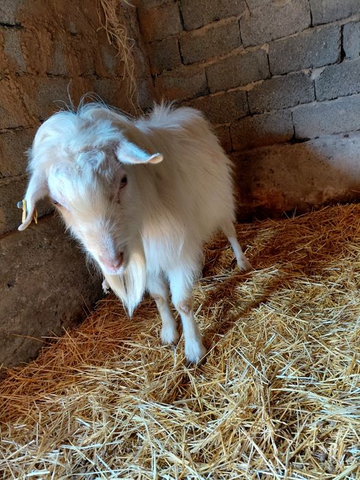 Теке сатылады срочна