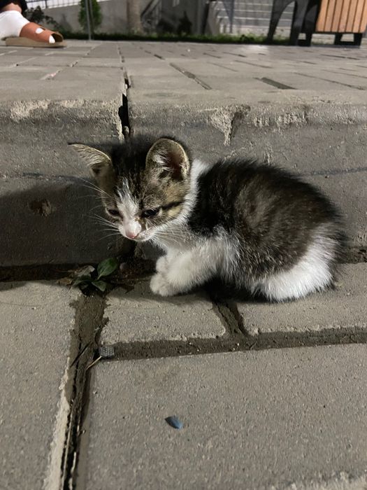 Котенок в добрые руки