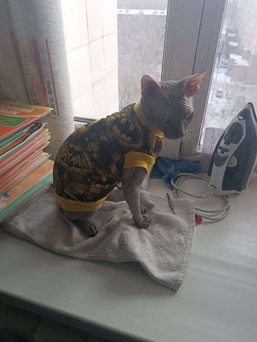 Сфинкс канадский мальчик ищет девушку