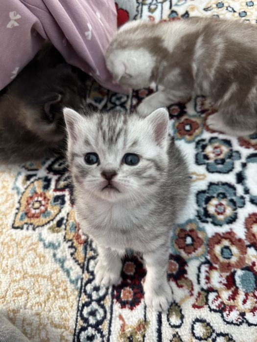 Мысық сатылады 80 000 тг