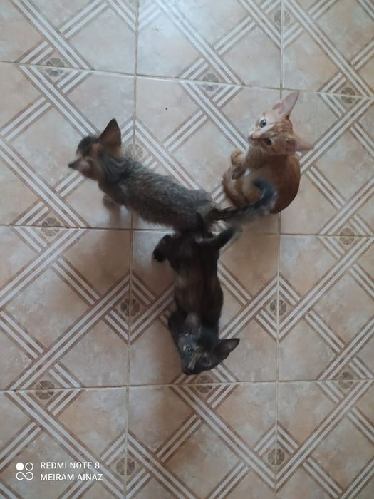 Срочна мысык берем