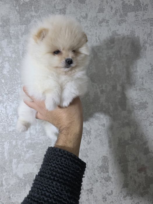 Продаются щенки померанский шпиц