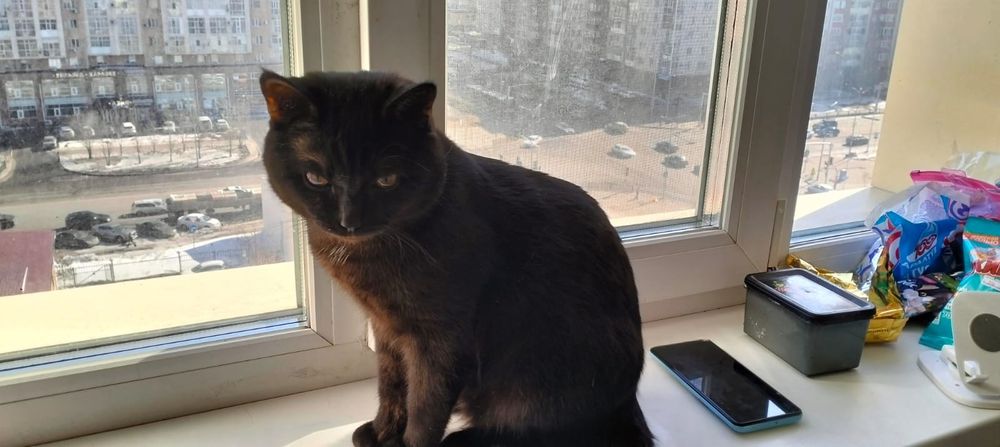 Отдам кошку БЕСПЛАТНО!