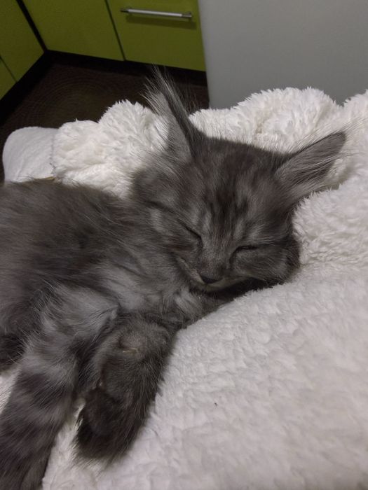 В добрые руки кота Чиби