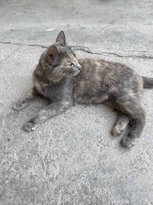 Отдам котят даром