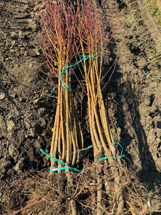 Vând pomi fructiferi – ideali pentru livada sau gradina ta!