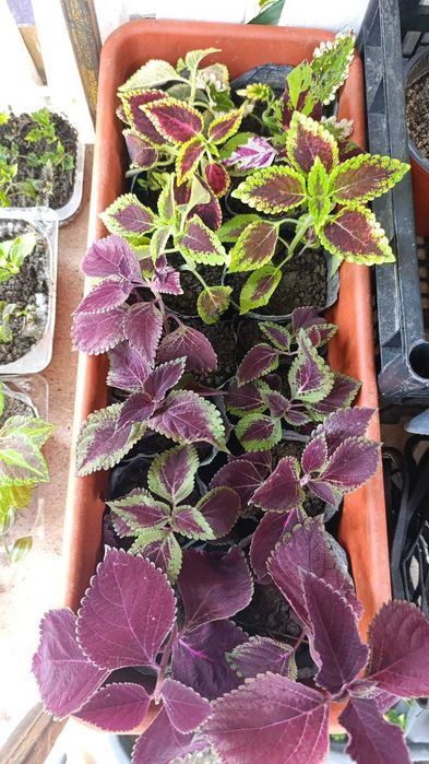 Продам комнатные цветы