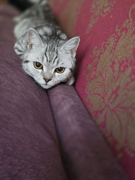 Продам Британского кота