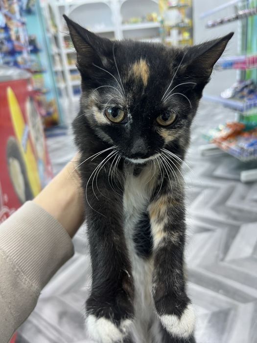 Отдаю котенка бесплатно