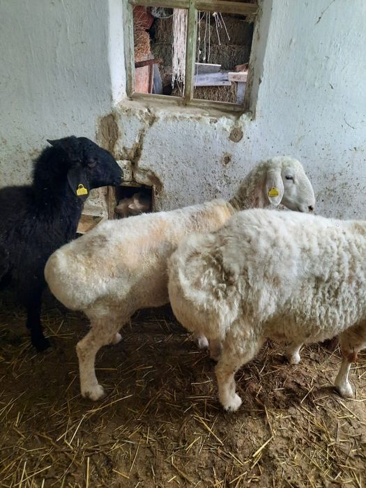 Қой саулықтар семіз