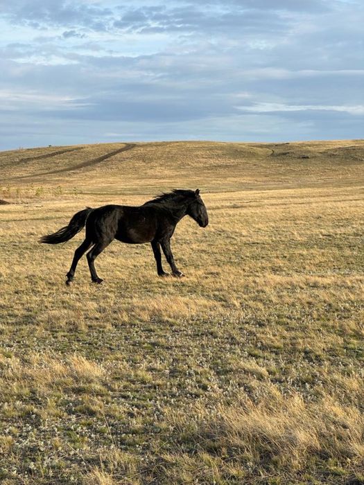 Сельхоз животные