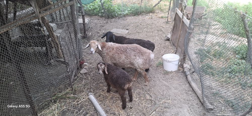 Срочно Кучкор сотилади