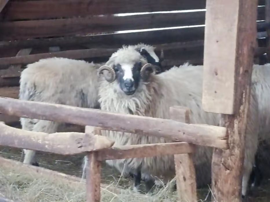 Oaie de vânzare, detalii la numărul de tel