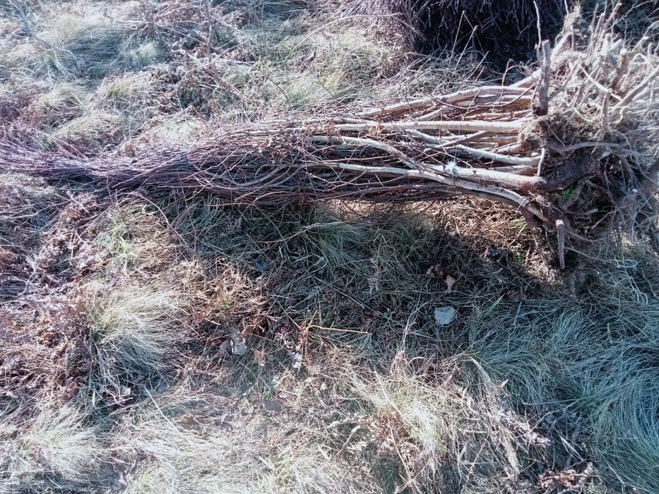 Puieți de salcâm paltin plop  0 03 bani