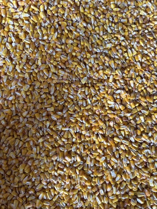 Vand porumb boabe 2025 irigat