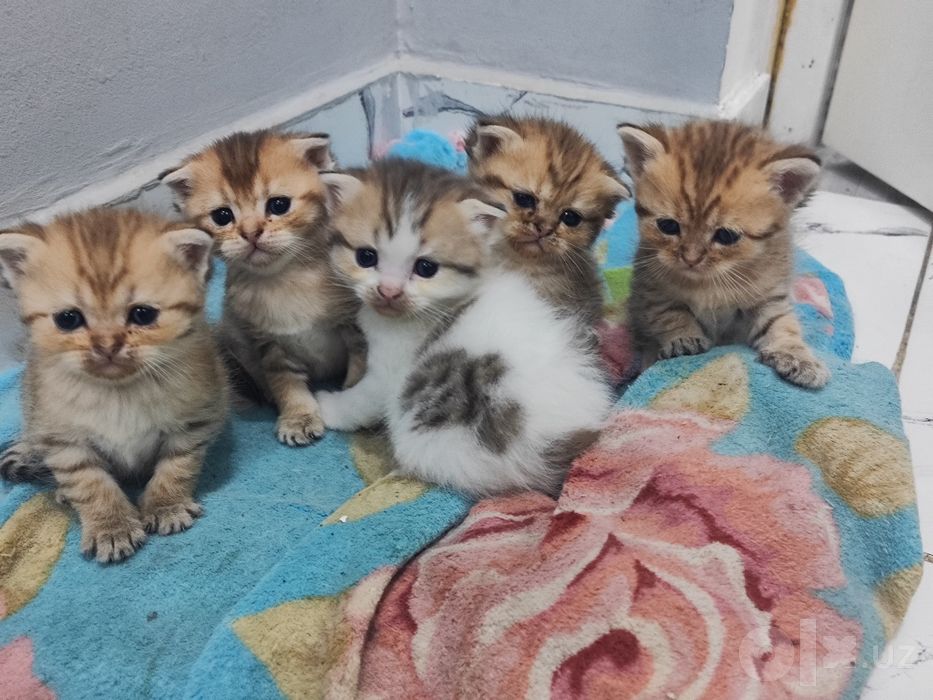 Шотландские вислоухие малыши