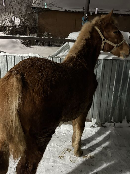 Продам жеребчика 5 месяцев