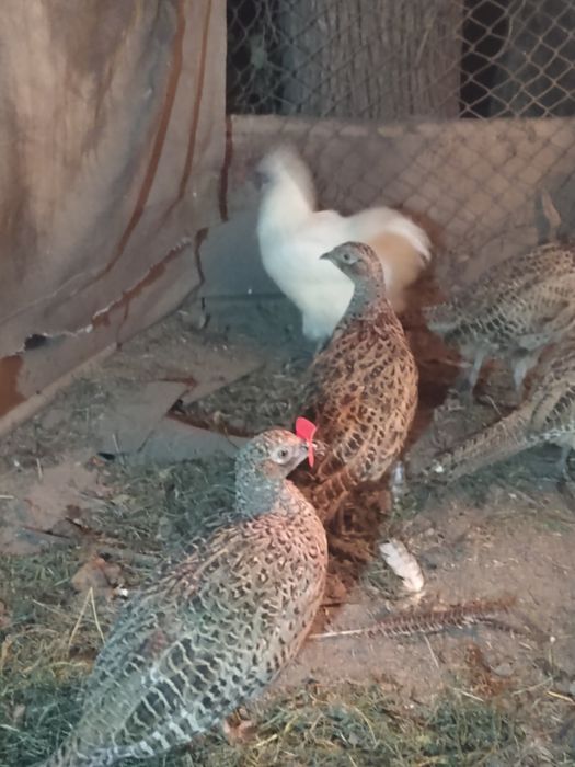 Продам фазанов .