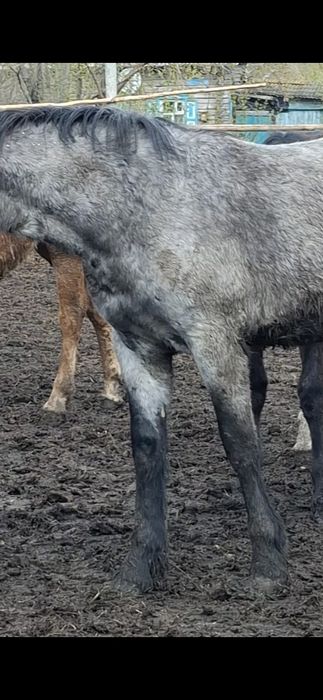 Лошади,  Кобылка