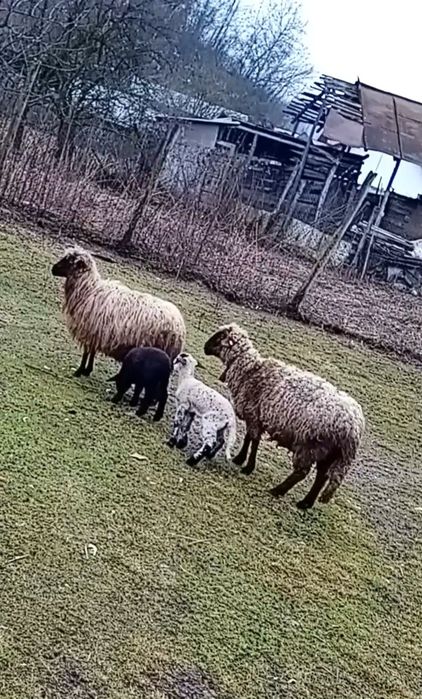 De vânzare oi cu mieluțe lângă iele