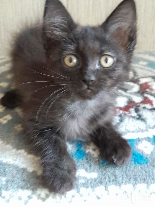 Котёнок 1,5 месяца.Бесплатно.
