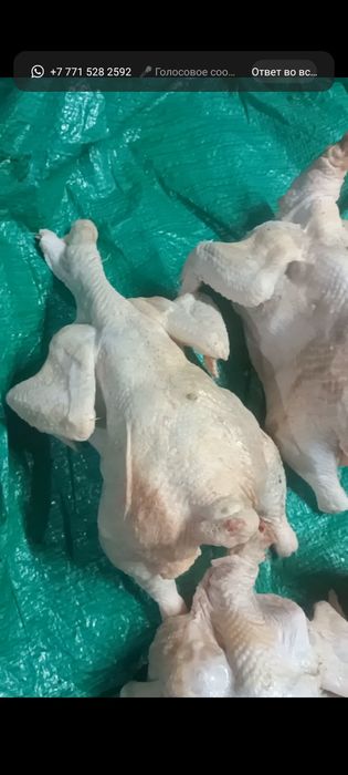 Продам домашний бройлер